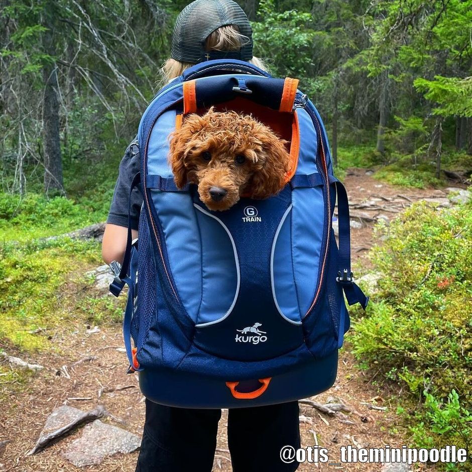 Buy Kurgo G-Train Dog Carrier Backpack for your dog Tinybuddy