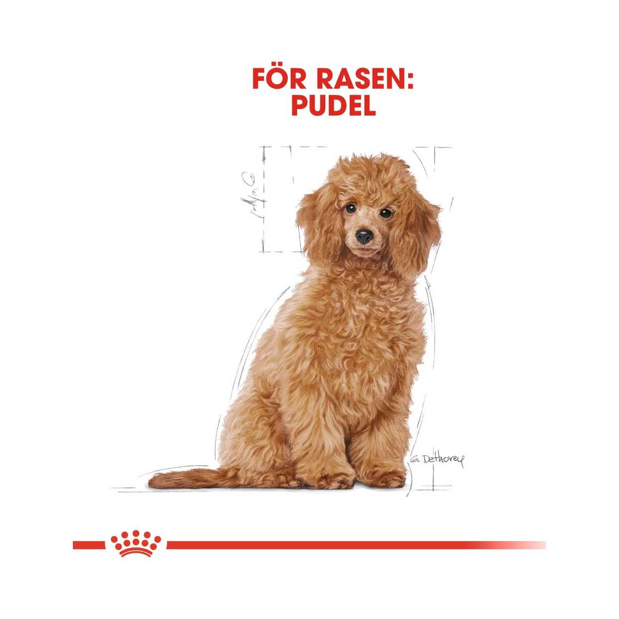 Buy Royal Canin Poodle Puppy for your dog Tinybuddy