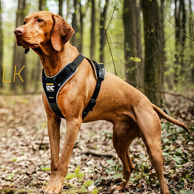 Buy Julius-K9 IDC Longwalk for your dog